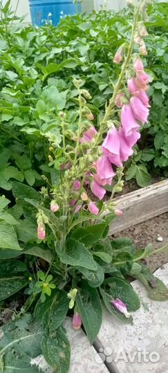 Наперстянка, флокс, колокольчик белый, вербейник