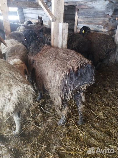 Курдючные бараны овцы