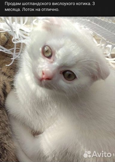 Шотландские вислоухий котик