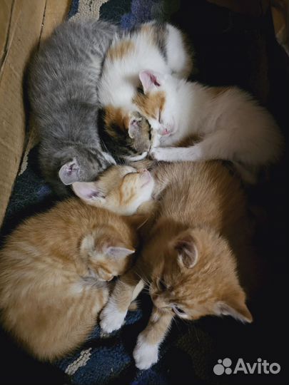 Котята в добрые руки