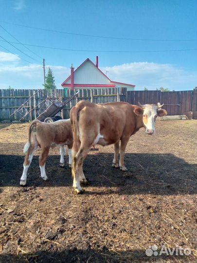 Корова телка