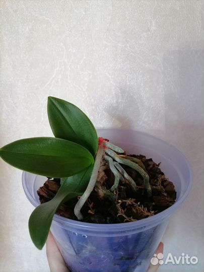 Орхидея фаленопсис