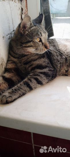 Кошки в добрые руки бесплатно