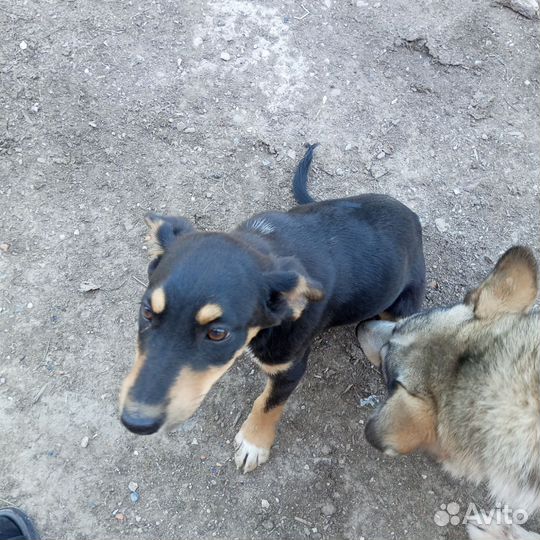 Щенок в добрые руки бесплатно