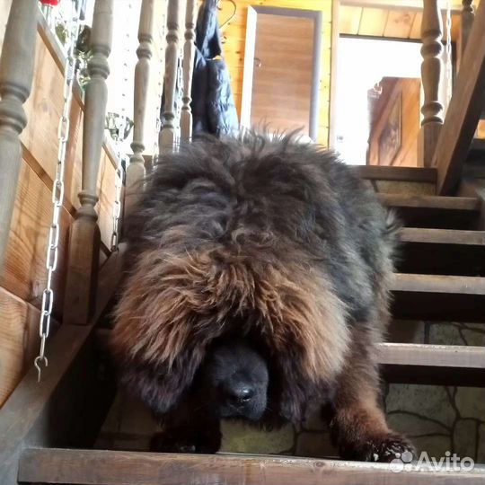 Мастифа тибетского щенков китайских премиум-линий