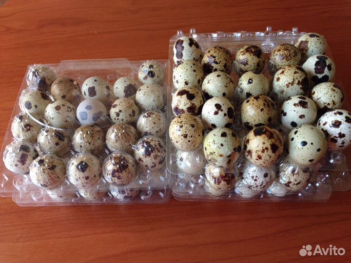 Инкубационное яйцо перепелов