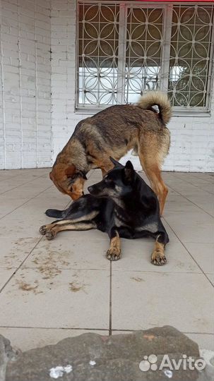 Собаки брошенные своим хозяином в поисках дома