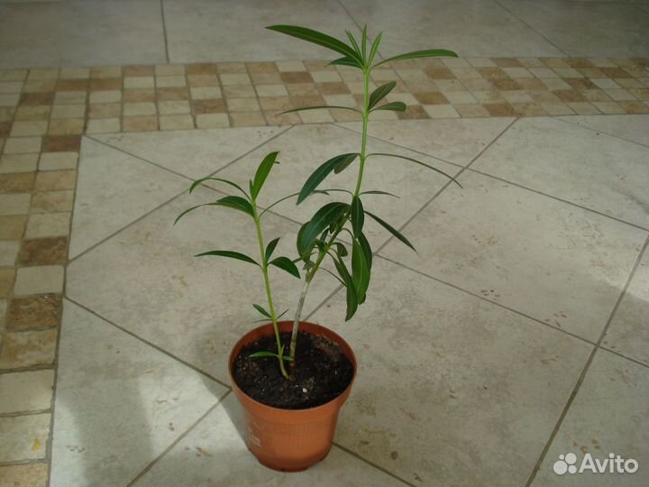 Олеандр розовый, махровый