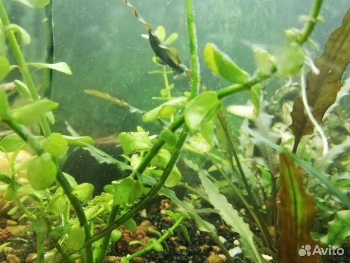 Сомики анциструсы