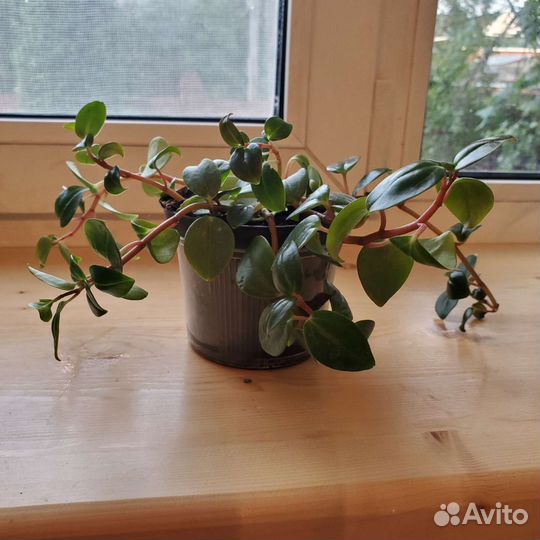 Комнатные растения