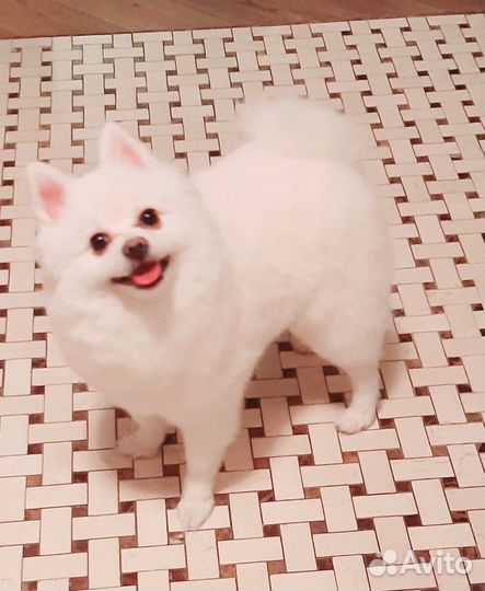 Стрижка кошек и собак на дому сегодня