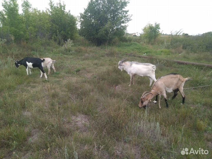 Коза дойная