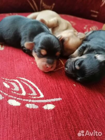 Щенки