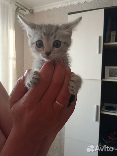 Отдам котят