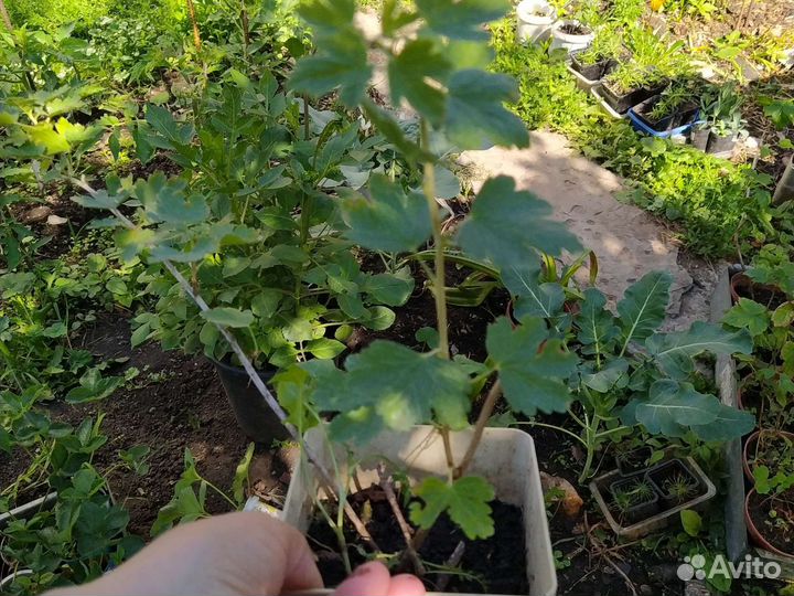 Саженцы черной смородины