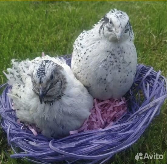 Радонежские и Феникс Серебристый