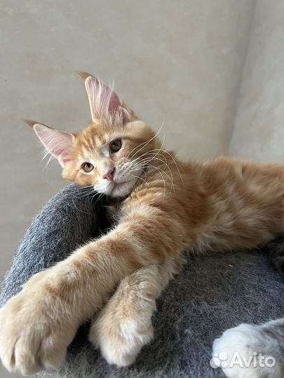 Котята мейн-кун
