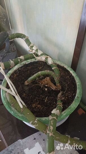 Диффенбахия