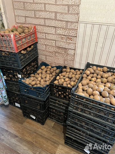 Картофель домашний