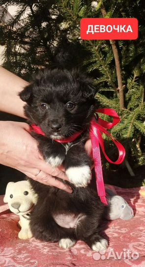 Щенки от маленькой собачки