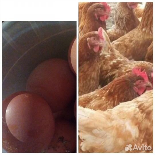 Куры несушки