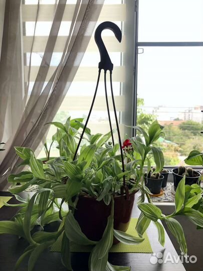 Комнатные цветы