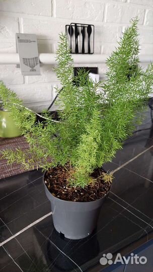 Растения, папоротник, калла, сансевиерия, циперус