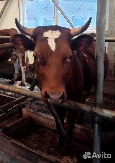 Телята и тёлки айрширы