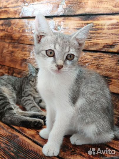 Шотландские метисы