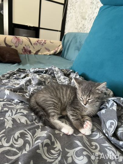 Котенок 2 месяца