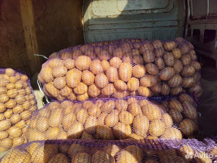 Продам картофель, Коломбо сорт