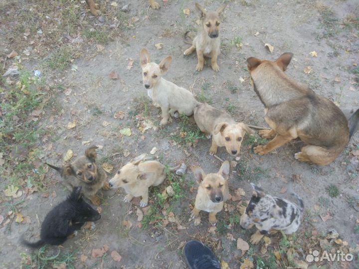 Щенки