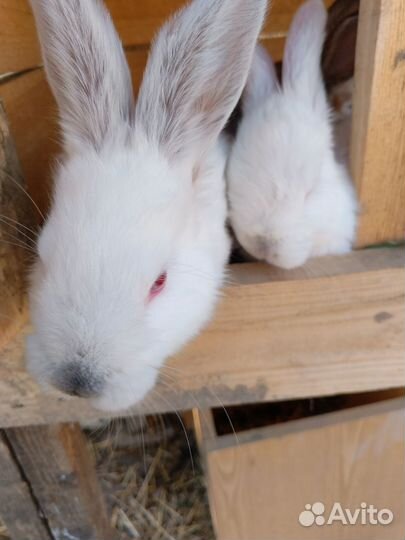 Кролики мясных пород