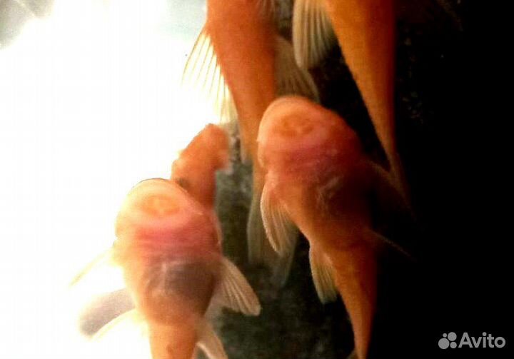 Анциструс Супер Рэд сомики