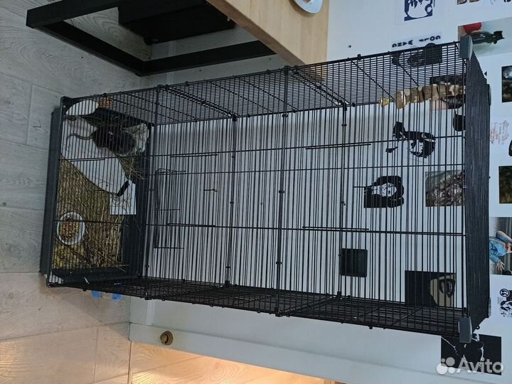 Крыса дамбо с клеткой