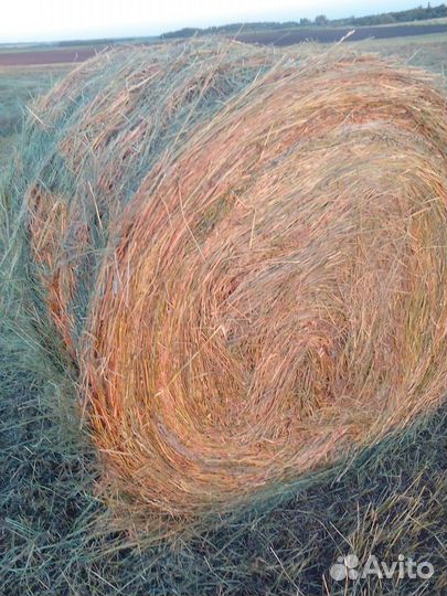 Сено в рулонах 2023г