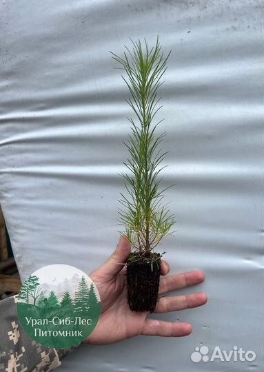 Зкс и окс Сосна Ель Лиственница сеянцы Голуб горн