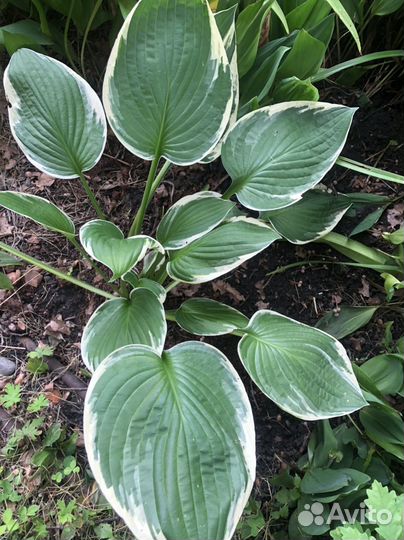 Многолетникам