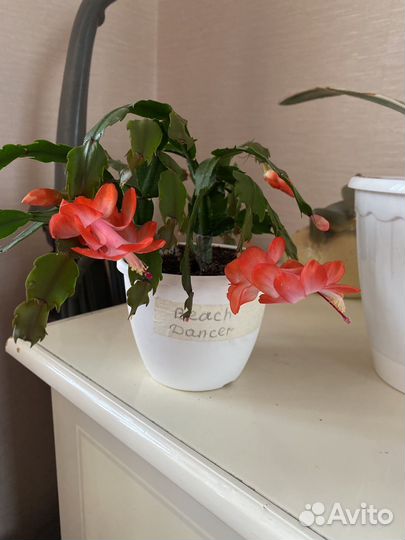 Сортовые декабристы