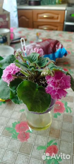 Фиалка сортовая