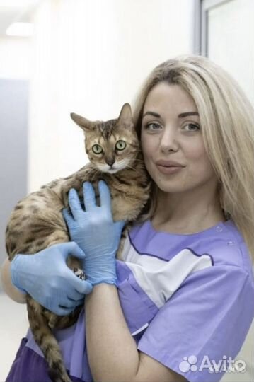 Ветеринарный врач на дом. Вакцинация, чипирование