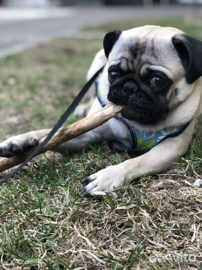 Мопс вязка мальчик