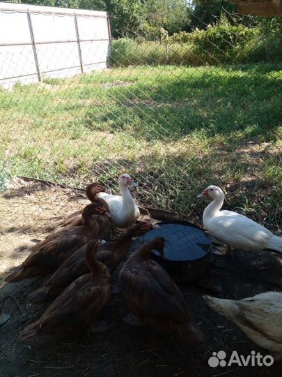 Мускусная утка