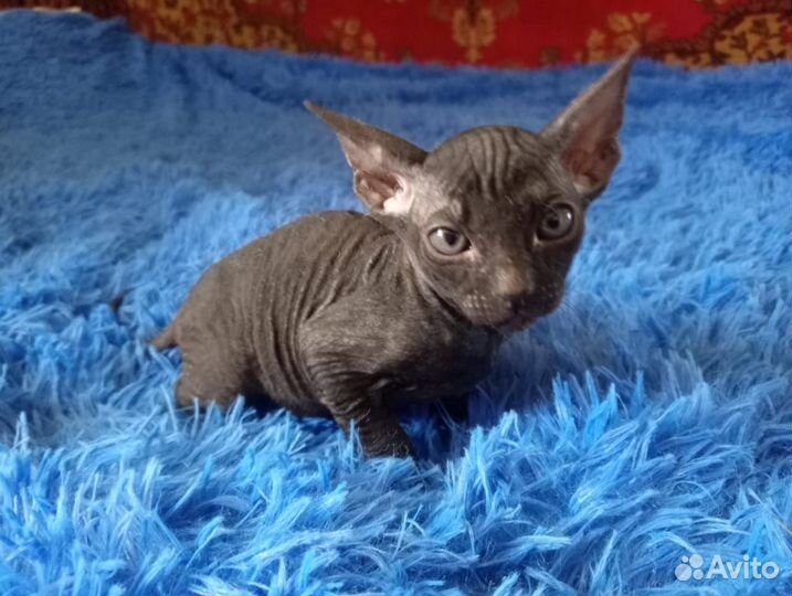 Канадский сфинкс