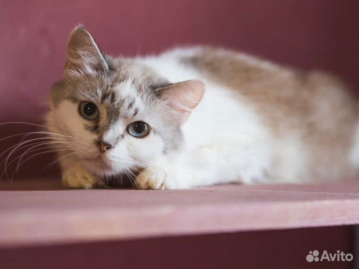 Кошки, коты и котята из приюта в дар