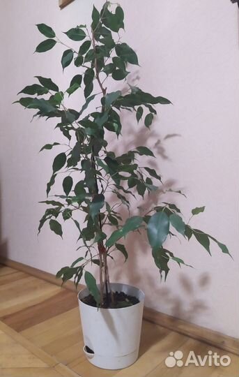 Фикус бенджамина