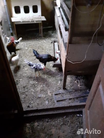 Куры домашние