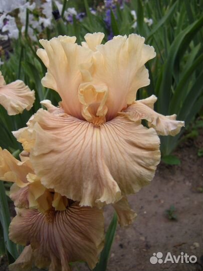 Ирисы бородатые