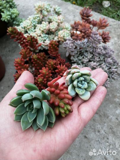 Суккуленты (черенки)