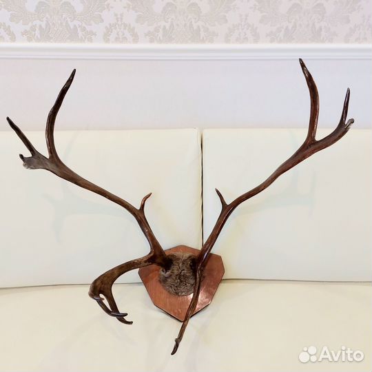 Продам рога оленя